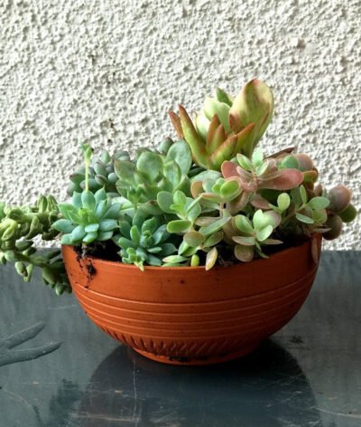 Terracotta Bowl Planters (Set of 4)
