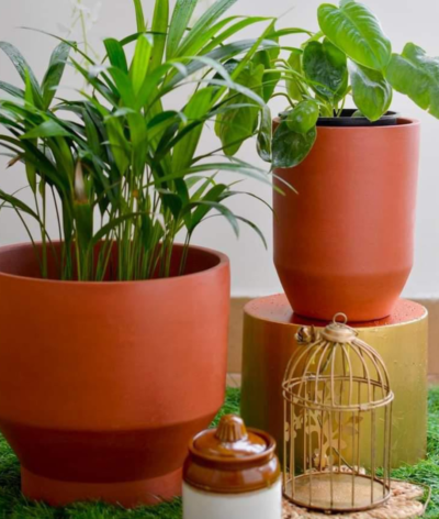 Tulip Terracotta Planters (Set of 2)
